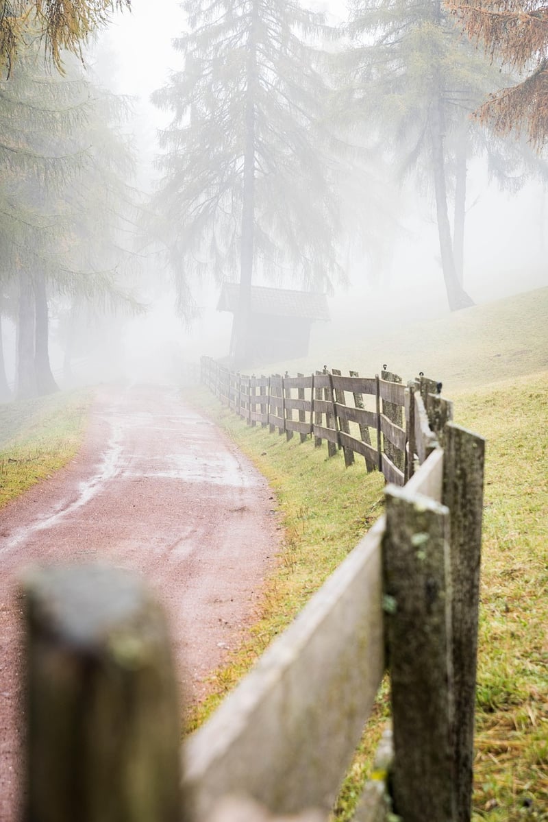 Mossy Pathways
