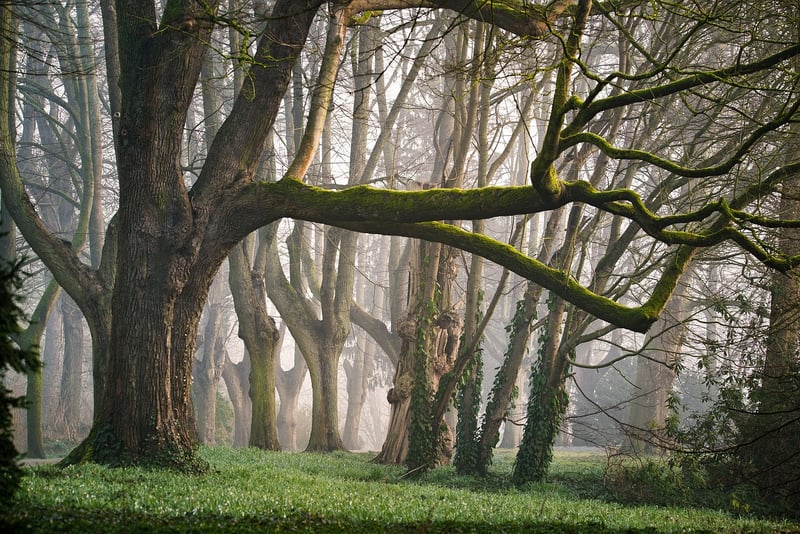 Mystical Garden Venue 3